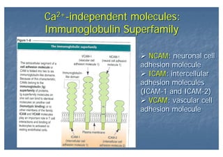 Ca2+-independent molecules:
Immunoglobulin Superfamily
Ca2+-independent molecules:
Immunoglobulin Superfamily
NCAM: neuronal cell
adhesion molecule
ICAM: intercellular
adhesion molecules
(ICAM-1 and ICAM-2)
VCAM: vascular cell
adhesion molecule
NCAM: neuronal cell
adhesion molecule
ICAM: intercellular
adhesion molecules
(ICAM-1 and ICAM-2)
VCAM: vascular cell
adhesion molecule
 