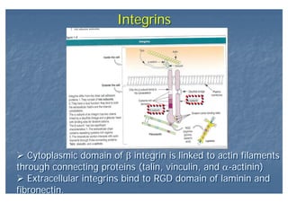 IntegrinsIntegrins
Cytoplasmic domain of β integrin is linked to actin filaments
through connecting proteins (talin, vinculin, and α-actinin)
Extracellular integrins bind to RGD domain of laminin and
fibronectin.
Cytoplasmic domain of β integrin is linked to actin filaments
through connecting proteins (talin, vinculin, and α-actinin)
Extracellular integrins bind to RGD domain of laminin and
fibronectin.
 
