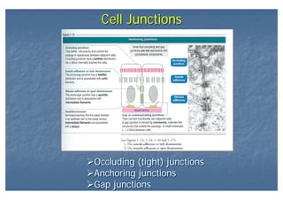 Cell JunctionsCell Junctions
Occluding (tight) junctions
Anchoring junctions
Gap junctions
Occluding (tight) junctions
Anchoring junctions
Gap junctions
 