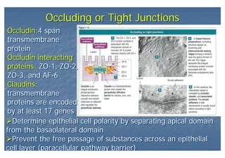 Occluding or Tight JunctionsOccluding or Tight Junctions
Determine epithelial cell polarity by separating apical domain
from the basaolateral domain
Prevent the free passage of substances across an epithelial
cell layer (paracellular pathway barrier)
Determine epithelial cell polarity by separating apical domain
from the basaolateral domain
Prevent the free passage of substances across an epithelial
cell layer (paracellular pathway barrier)
Occludin:4 span
transmembrane
protein
Occludin interacting
proteins: ZO-1, ZO-2,
ZO-3, and AF-6
Claudins:
transmembrane
proteins are encoded
by at least 17 genes
Occludin:4 span
transmembrane
protein
Occludin interacting
proteins: ZO-1, ZO-2,
ZO-3, and AF-6
Claudins:
transmembrane
proteins are encoded
by at least 17 genes
 
