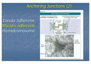 Anchoring Junctions (2)Anchoring Junctions (2)
Zonula adherens
Macula adherens
Hemidesmosome
Zonula adherens
Macula adherens
Hemidesmosome
 