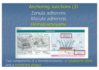 Anchoring Junctions (3)Anchoring Junctions (3)
Zonula adherens
Macula adherens
Hemidesmosome
Zonula adherens
Macula adherens
Hemidesmosome
Two components of a hemidesmosome: a cytoplasmic plate
and a membrane plaque
Two components of a hemidesmosome: a cytoplasmic plate
and a membrane plaque
 