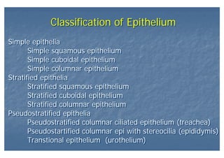 Classification of EpitheliumClassification of Epithelium
Simple epithelia
Simple squamous epithelium
Simple cuboidal epithelium
Simple columnar epithelium
Stratified epithelia
Stratified squamous epithelium
Stratified cuboidal epithelium
Stratified columnar epithelium
Pseudostratified epithelia
Pseudostratified columnar ciliated epithelium (treachea)
Pseudostartified columnar epi with stereocilia (epididymis)
Transtional epithelium (urothelium)
Simple epithelia
Simple squamous epithelium
Simple cuboidal epithelium
Simple columnar epithelium
Stratified epithelia
Stratified squamous epithelium
Stratified cuboidal epithelium
Stratified columnar epithelium
Pseudostratified epithelia
Pseudostratified columnar ciliated epithelium (treachea)
Pseudostartified columnar epi with stereocilia (epididymis)
Transtional epithelium (urothelium)
 