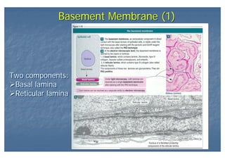 Basement Membrane (1)Basement Membrane (1)
Two components:
Basal lamina
Reticular lamina
Two components:
Basal lamina
Reticular lamina
 