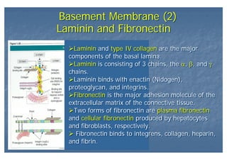 Laminin and FibronectinLaminin and Fibronectin
Basement Membrane (2)Basement Membrane (2)
Laminin and type IV collagen are the major
components of the basal lamina.
Laminin is consisting of 3 chains, the α, β, and γ
chains.
Laminin binds with enactin (Nidogen),
proteoglycan, and integrins.
Fibronectin is the major adhesion molecule of the
extracellular matrix of the connective tissue.
Two forms of fibronectin are plasma fibronectin
and cellular fibronectin produced by hepatocytes
and fibroblasts, respectively.
Fibronectin binds to integrens, collagen, heparin,
and fibrin.
Laminin and type IV collagen are the major
components of the basal lamina.
Laminin is consisting of 3 chains, the α, β, and γ
chains.
Laminin binds with enactin (Nidogen),
proteoglycan, and integrins.
Fibronectin is the major adhesion molecule of the
extracellular matrix of the connective tissue.
Two forms of fibronectin are plasma fibronectin
and cellular fibronectin produced by hepatocytes
and fibroblasts, respectively.
Fibronectin binds to integrens, collagen, heparin,
and fibrin.
 