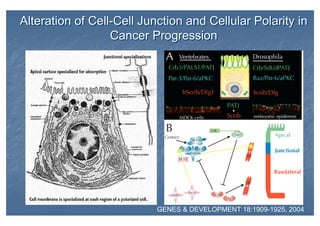 Alteration of Cell-Cell Junction and Cellular Polarity in
Cancer Progression
Alteration of Cell-Cell Junction and Cellular Polarity in
Cancer Progression
GENES & DEVELOPMENT 18:1909-1925, 2004
 