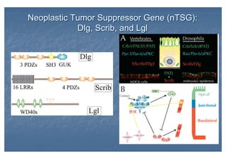 Neoplastic Tumor Suppressor Gene (nTSG):
Dlg, Scrib, and Lgl
Neoplastic Tumor Suppressor Gene (nTSG):
Dlg, Scrib, and Lgl
 