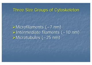 Three Size Groups of CytoskeletonThree Size Groups of Cytoskeleton
Microfilaments (~7 nm)
Intermediate filaments (~10 nm)
Microtubules (~25 nm)
Microfilaments (~7 nm)
Intermediate filaments (~10 nm)
Microtubules (~25 nm)
 