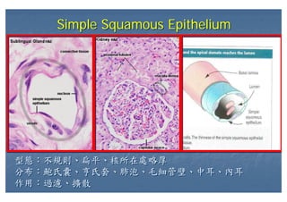 Simple Squamous EpitheliumSimple Squamous Epithelium
型態：不規則、扁平、核所在處略厚
分布：鮑氏囊、亨氏套、肺泡、毛細管壁、中耳、內耳
作用：過濾、擴散
型態：不規則、扁平、核所在處略厚
分布：鮑氏囊、亨氏套、肺泡、毛細管壁、中耳、內耳
作用：過濾、擴散
 