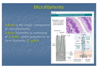 MicrofilamentsMicrofilaments
Actin is the major component
of microfilaments.
Actin filaments is consisting
of G-actin, which polymerize to
form filaments (F-actin).
Actin is the major component
of microfilaments.
Actin filaments is consisting
of G-actin, which polymerize to
form filaments (F-actin).
 