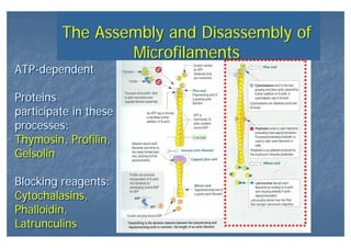 The Assembly and Disassembly of
Microfilaments
The Assembly and Disassembly of
Microfilaments
ATP-dependent
Proteins
participate in these
processes:
Thymosin, Profilin,
Gelsolin
Blocking reagents:
Cytochalasins,
Phalloidin,
Latrunculins
ATP-dependent
Proteins
participate in these
processes:
Thymosin, Profilin,
Gelsolin
Blocking reagents:
Cytochalasins,
Phalloidin,
Latrunculins
 