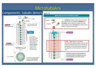 MicrotubulesMicrotubules
Components: tubulin dimers
 