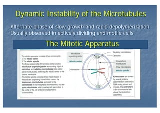 Dynamic Instability of the MicrotubulesDynamic Instability of the Microtubules
Alternate phase of slow growth and rapid depolymerization
Usually observed in actively dividing and motile cells
Alternate phase of slow growth and rapid depolymerization
Usually observed in actively dividing and motile cells
The Mitotic ApparatusThe Mitotic Apparatus
 