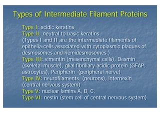 Types of Intermediate Filament ProteinsTypes of Intermediate Filament Proteins
Type I: acidic keratins
Type II: neutral to basic keratins
(Types I and II are the intermediate filaments of
epithelia cells associated with cytoplasmic plaques of
desmosomes and hemidesmosomes.)
Type III: vimentin (mesenchymal cells), Desmin
(skeletal muscle), glial fibrillary acidic protein (GFAP;
astrocytes), Peripherin (peripheral nerve)
Type IV: neurofilaments (neurons), internexin
(central nervous system)
Type V: nuclear lamins A, B, C,
Type VI: nestin (stem cell of central nervous system)
Type I: acidic keratins
Type II: neutral to basic keratins
(Types I and II are the intermediate filaments of
epithelia cells associated with cytoplasmic plaques of
desmosomes and hemidesmosomes.)
Type III: vimentin (mesenchymal cells), Desmin
(skeletal muscle), glial fibrillary acidic protein (GFAP;
astrocytes), Peripherin (peripheral nerve)
Type IV: neurofilaments (neurons), internexin
(central nervous system)
Type V: nuclear lamins A, B, C,
Type VI: nestin (stem cell of central nervous system)
 