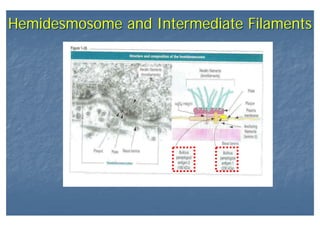 Hemidesmosome and Intermediate FilamentsHemidesmosome and Intermediate Filaments
 