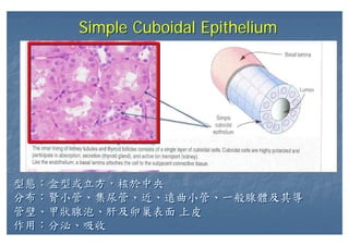 Simple Cuboidal EpitheliumSimple Cuboidal Epithelium
型態：盒型或立方，核於中央
分布：腎小管、集尿管、近、遠曲小管、一般腺體及其導
管壁、甲狀腺泡、肝及卵巢表面 上皮
作用：分泌、吸收
型態：盒型或立方，核於中央
分布：腎小管、集尿管、近、遠曲小管、一般腺體及其導
管壁、甲狀腺泡、肝及卵巢表面 上皮
作用：分泌、吸收
 