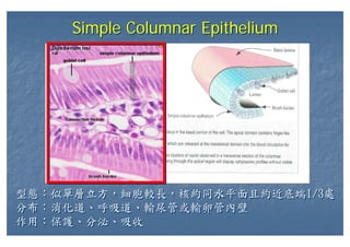 Simple Columnar EpitheliumSimple Columnar Epithelium
型態：似單層立方，細胞較長，核約同水平面且約近底端1/3處
分布：消化道、呼吸道、輸尿管或輸卵管內壁
作用：保護、分泌、吸收
型態：似單層立方，細胞較長，核約同水平面且約近底端1/3處
分布：消化道、呼吸道、輸尿管或輸卵管內壁
作用：保護、分泌、吸收
 