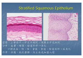 Stratified Squamous EpitheliumStratified Squamous Epithelium
型態：上層扁平，中层不規則，深層立方或柱狀
分布：皮膚、硬顎、陰道外部→角化
口腔表面、咽、喉、會厭、食道、陰道深部→未角化
作用：保護，抵抗磨擦，防止水或細菌入侵
型態：上層扁平，中层不規則，深層立方或柱狀
分布：皮膚、硬顎、陰道外部→角化
口腔表面、咽、喉、會厭、食道、陰道深部→未角化
作用：保護，抵抗磨擦，防止水或細菌入侵
 