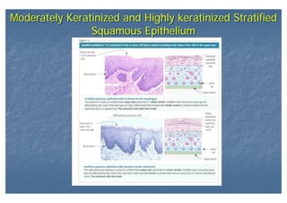 Moderately Keratinized and Highly keratinized Stratified
Squamous Epithelium
Moderately Keratinized and Highly keratinized Stratified
Squamous Epithelium
 