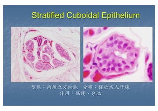 型態：兩層立方細胞 分布：僅於成人汗腺
作用：保護、分泌
型態：兩層立方細胞 分布：僅於成人汗腺
作用：保護、分泌
Stratified Cuboidal EpitheliumStratified Cuboidal Epithelium
 