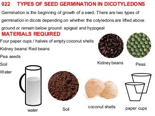 022 TYPES OF SEED GERMINATION IN DICOTYLEDONS 
Germination is the beginning of growth of a seed. There are two types of 
germination in dicots depending on whether the cotyledons are lifted above 
ground or remain below ground: epigeal and hypogeal 
MATERIALS REQUIRED 
Four paper cups / halves of empty coconut shells 
Kidney beans/ Red beans 
Pea seeds 
Soil 
Water 
water 
Kidney beans Peas 
coconut Soil shells paper cups 
 