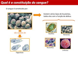 Existem vários tipos de leucócitos,
todos eles com a função de defesa.
são capazes de
Qual é a constituição do sangue?
O sangue é constituído por:
Planeta Terra — 9.º ano
Monócitos
Fagocitose
Linfócitos
Neutrófilos
Basófilos
 