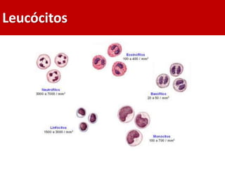 Leucócitos
 