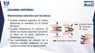 COLUMNA VERTEBRAL
Movimientos tolerados por los discos
 Cuando estamos erguidos, el núcleo
gelatinoso se mantiene en el centro
del disco.
 Cuando flexionamos la columna, el
núcleo se mueve haciendo comprimir
el disco en la parte delantera y
dilatándose en la trasera.
 Los movimientos de rotación de la
columna resultan peligrosos ya que
cizallan los discos de la región lumbar.
 