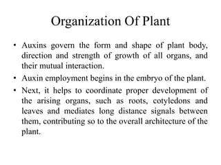 Organization Of Plant
• Auxins govern the form and shape of plant body,
direction and strength of growth of all organs, and
their mutual interaction.
• Auxin employment begins in the embryo of the plant.
• Next, it helps to coordinate proper development of
the arising organs, such as roots, cotyledons and
leaves and mediates long distance signals between
them, contributing so to the overall architecture of the
plant.
 