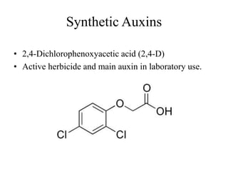 Synthetic Auxins
• 2,4-Dichlorophenoxyacetic acid (2,4-D)
• Active herbicide and main auxin in laboratory use.
 