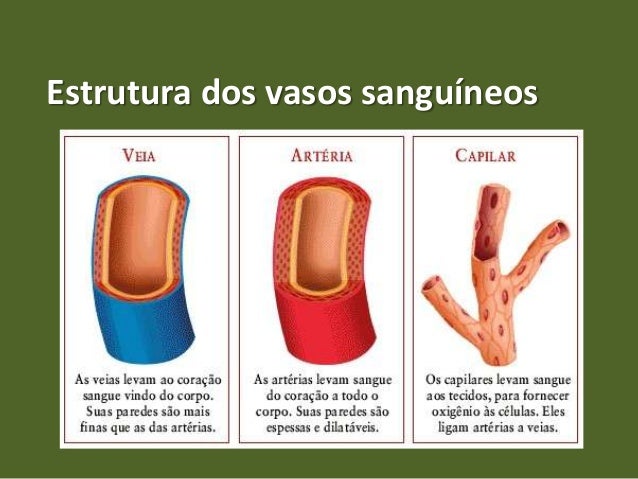 Vasos Sanguíneos: O Que São E Suas Funções – YOZJI