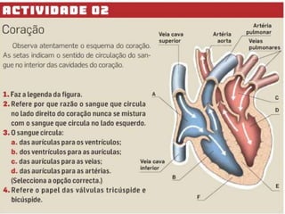um septo
dois ventrículos
duas artérias:
— pulmonar
— superior
veias pulmonares
Impedem o refluxo do
sangue das artérias para
os ventrículos.
duas aurículas
— aorta
veias cavas: — inferior
válvulas semilunares
O coração é constituído por:
um músculo: miocárdio
Como funciona o coração?
 
