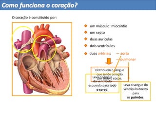 São responsáveis pela
impulsão do sangue do
coração para os pulmões e
para o resto do corpo.
O ventrículo direito
envia o sangue para a
artéria pulmonar.
O ventrículo
esquerdo envia
o sangue para
a artéria aorta.
duas aurículas
um septo
dois ventrículos
O coração é constituído por:
um músculo: miocárdio
Como funciona o coração?
 