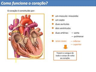 Distribuem o sangue
que sai do coração
por todo o corpo.
duas aurículas
dois ventrículos
um septo
duas artérias:
O coração é constituído por:
um músculo: miocárdio
Como funciona o coração?
 