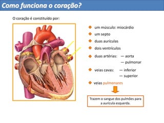 — aorta
Leva o sangue
do ventrículo
esquerdo para todo
o corpo.
duas aurículas
dois ventrículos
um septo
duas artérias:
O coração é constituído por:
um músculo: miocárdio
Como funciona o coração?
 