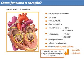 — superior
duas aurículas
dois ventrículos
um septo
duas artérias: — aorta
— pulmonar
— inferiorveias cavas:
O coração é constituído por:
um músculo: miocárdio
Trazem o sangue de
todo o corpo de volta
ao coração.
Como funciona o coração?
 
