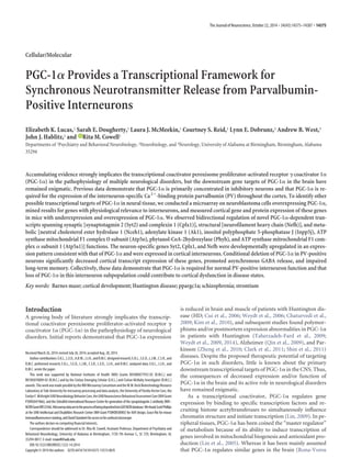 Cellular/Molecular
PGC-1␣ Provides a Transcriptional Framework for
Synchronous Neurotransmitter Release from Parvalbumin-
Positive Interneurons
Elizabeth K. Lucas,1 Sarah E. Dougherty,1 Laura J. McMeekin,1 Courtney S. Reid,1 Lynn E. Dobrunz,2 Andrew B. West,3
John J. Hablitz,2 and XRita M. Cowell1
Departments of 1Psychiatry and Behavioral Neurobiology, 2Neurobiology, and 3Neurology, University of Alabama at Birmingham, Birmingham, Alabama
35294
Accumulating evidence strongly implicates the transcriptional coactivator peroxisome proliferator-activated receptor ␥ coactivator 1␣
(PGC-1␣) in the pathophysiology of multiple neurological disorders, but the downstream gene targets of PGC-1␣ in the brain have
remained enigmatic. Previous data demonstrate that PGC-1␣ is primarily concentrated in inhibitory neurons and that PGC-1␣ is re-
quired for the expression of the interneuron-specific Ca2ϩ
-binding protein parvalbumin (PV) throughout the cortex. To identify other
possible transcriptional targets of PGC-1␣ in neural tissue, we conducted a microarray on neuroblastoma cells overexpressing PGC-1␣,
mined results for genes with physiological relevance to interneurons, and measured cortical gene and protein expression of these genes
in mice with underexpression and overexpression of PGC-1␣. We observed bidirectional regulation of novel PGC-1␣-dependent tran-
scripts spanning synaptic [synaptotagmin 2 (Syt2) and complexin 1 (Cplx1)], structural [neurofilament heavy chain (Nefh)], and meta-
bolic [neutral cholesterol ester hydrolase 1 (Nceh1), adenylate kinase 1 (Ak1), inositol polyphosphate 5-phosphatase J (Inpp5j), ATP
synthase mitochondrial F1 complex O subunit (Atp5o), phytanol-CoA-2hydroxylase (Phyh), and ATP synthase mitrochondrial F1 com-
plex ␣ subunit 1 (Atp5a1)] functions. The neuron-specific genes Syt2, Cplx1, and Nefh were developmentally upregulated in an expres-
sion pattern consistent with that of PGC-1␣ and were expressed in cortical interneurons. Conditional deletion of PGC-1␣ in PV-positive
neurons significantly decreased cortical transcript expression of these genes, promoted asynchronous GABA release, and impaired
long-term memory. Collectively, these data demonstrate that PGC-1␣ is required for normal PV-positive interneuron function and that
loss of PGC-1␣ in this interneuron subpopulation could contribute to cortical dysfunction in disease states.
Key words: Barnes maze; cortical development; Huntington disease; ppargc1a; schizophrenia; strontium
Introduction
A growing body of literature strongly implicates the transcrip-
tional coactivator peroxisome proliferator-activated receptor ␥
coactivator 1␣ (PGC-1␣) in the pathophysiology of neurological
disorders. Initial reports demonstrated that PGC-1␣ expression
is reduced in brain and muscle of patients with Huntington dis-
ease (HD; Cui et al., 2006; Weydt et al., 2006; Chaturvedi et al.,
2009; Kim et al., 2010), and subsequent studies found polymor-
phisms and/or postmortem expression abnormalities in PGC-1␣
in patients with Huntington (Taherzadeh-Fard et al., 2009;
Weydt et al., 2009, 2014), Alzheimer (Qin et al., 2009), and Par-
kinson (Zheng et al., 2010; Clark et al., 2011; Shin et al., 2011)
diseases. Despite the proposed therapeutic potential of targeting
PGC-1␣ in such disorders, little is known about the primary
downstream transcriptional targets of PGC-1␣ in the CNS. Thus,
the consequences of decreased expression and/or function of
PGC-1␣ in the brain and its active role in neurological disorders
have remained enigmatic.
As a transcriptional coactivator, PGC-1␣ regulates gene
expression by binding to specific transcription factors and re-
cruiting histone acetyltransferases to simultaneously influence
chromatin structure and initiate transcription (Lin, 2009). In pe-
ripheral tissues, PGC-1␣ has been coined the “master regulator”
of metabolism because of its ability to induce transcription of
genes involved in mitochondrial biogenesis and antioxidant pro-
duction (Lin et al., 2005). Whereas it has been mainly assumed
that PGC-1␣ regulates similar genes in the brain (Rona-Voros
Received March 26, 2014; revised July 26, 2014; accepted Aug. 28, 2014.
Authorcontributions:E.K.L.,L.E.D.,A.B.W.,J.J.H.,andR.M.C.designedresearch;E.K.L.,S.E.D.,L.J.M.,C.S.R.,and
R.M.C. performed research; E.K.L., S.E.D., L.J.M., C.S.R., L.E.D., J.J.H., and R.M.C. analyzed data; E.K.L., J.J.H., and
R.M.C. wrote the paper.
This work was supported by National Institutes of Health (NIH) Grants K01MH077955-05 (R.M.C.) and
R01NS070009-05 (R.M.C.) and by the Civitan Emerging Scholar (E.K.L.) and Civitan McNulty Investigator (R.M.C.)
awards.ThisworkwasmadepossiblebytheNIHMicroarrayConsortiumandtheW.M.KeckBiotechnologyResource
Laboratory at Yale University for microarray processing and data analysis, the University of Florida Vector Core, the
EvelynF.McKnightUABNeurobiologyBehaviorCore,theUABNeuroscienceBehavioralAssessmentCore(NIHGrant
P30NS047466), and the Zebrafish International Resource Center for generation of the synaptotagmin 2 antibody (NIH–
NCRRGrantRR12546).MicroarraydataareintheprocessofbeingdepositedintoGEONCBIdatabase.WethankScottPhillips
at the UAB Intellectual and Disabilities Research Center (NIH Grant P30HD038985) for AAV design, Grace Nix for mouse
immunofluorescencestaining,andDavidStandaertforaccesstohisconfocalmicroscope.
The authors declare no competing financial interests.
Correspondence should be addressed to Dr. Rita M. Cowell, Assistant Professor, Department of Psychiatry and
Behavioral Neurobiology, University of Alabama at Birmingham, 1720 7th Avenue S., SC 729, Birmingham, AL
35294-0017. E-mail: rcowell@uab.edu.
DOI:10.1523/JNEUROSCI.1222-14.2014
Copyright © 2014 the authors 0270-6474/14/3414375-13$15.00/0
The Journal of Neuroscience, October 22, 2014 • 34(43):14375–14387 • 14375
 