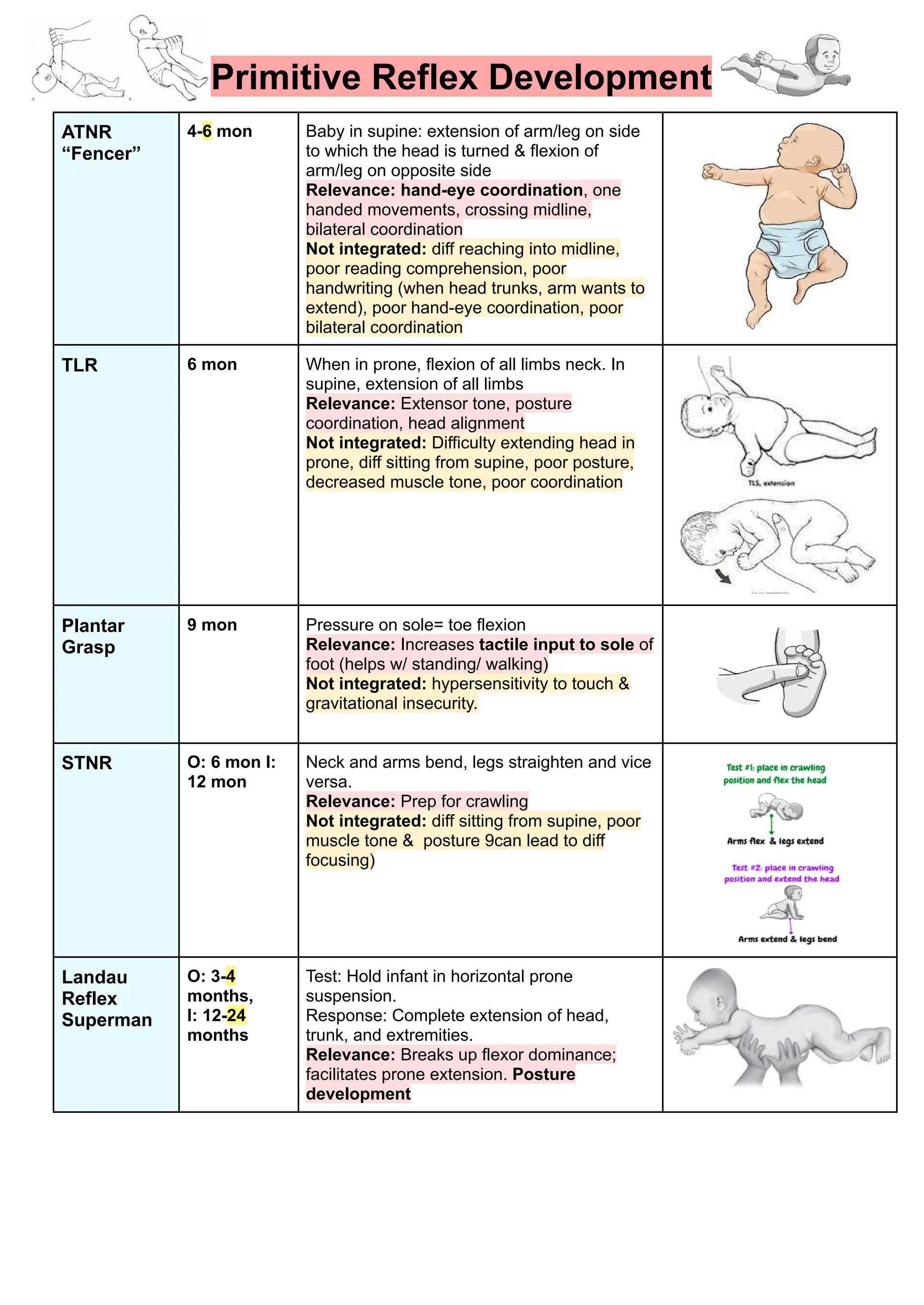 Primitive Reflex Development
ATNR
“Fencer”
4-6 mon Baby in supine: extension of arm/leg on side
to which the head is turned & flexion of
arm/leg on opposite side
Relevance: hand-eye coordination, one
handed movements, crossing midline,
bilateral coordination
Not integrated: diff reaching into midline,
poor reading comprehension, poor
handwriting (when head trunks, arm wants to
extend), poor hand-eye coordination, poor
bilateral coordination
TLR 6 mon When in prone, flexion of all limbs neck. In
supine, extension of all limbs
Relevance: Extensor tone, posture
coordination, head alignment
Not integrated: Difficulty extending head in
prone, diff sitting from supine, poor posture,
decreased muscle tone, poor coordination
Plantar
Grasp
9 mon Pressure on sole= toe flexion
Relevance: Increases tactile input to sole of
foot (helps w/ standing/ walking)
Not integrated: hypersensitivity to touch &
gravitational insecurity.
STNR O: 6 mon I:
12 mon
Neck and arms bend, legs straighten and vice
versa.
Relevance: Prep for crawling
Not integrated: diff sitting from supine, poor
muscle tone & posture 9can lead to diff
focusing)
Landau
Reflex
Superman
O: 3-4
months,
I: 12-24
months
Test: Hold infant in horizontal prone
suspension.
Response: Complete extension of head,
trunk, and extremities.
Relevance: Breaks up flexor dominance;
facilitates prone extension. Posture
development
 