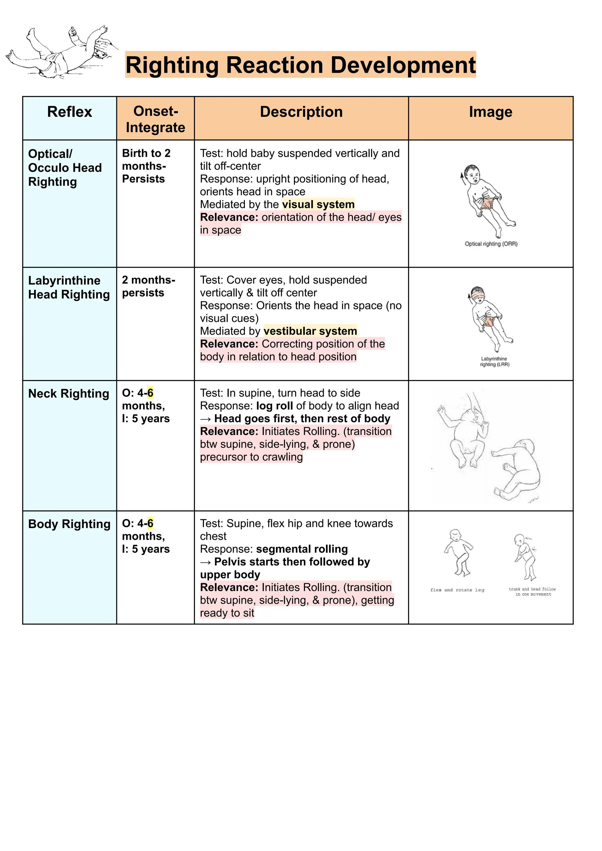 Righting Reaction Development
Reflex Onset-
Integrate
Description Image
Optical/
Occulo Head
Righting
Birth to 2
months-
Persists
Test: hold baby suspended vertically and
tilt off-center
Response: upright positioning of head,
orients head in space
Mediated by the visual system
Relevance: orientation of the head/ eyes
in space
Labyrinthine
Head Righting
2 months-
persists
Test: Cover eyes, hold suspended
vertically & tilt off center
Response: Orients the head in space (no
visual cues)
Mediated by vestibular system
Relevance: Correcting position of the
body in relation to head position
Neck Righting O: 4-6
months,
I: 5 years
Test: In supine, turn head to side
Response: log roll of body to align head
→ Head goes first, then rest of body
Relevance: Initiates Rolling. (transition
btw supine, side-lying, & prone)
precursor to crawling
Body Righting O: 4-6
months,
I: 5 years
Test: Supine, flex hip and knee towards
chest
Response: segmental rolling
→ Pelvis starts then followed by
upper body
Relevance: Initiates Rolling. (transition
btw supine, side-lying, & prone), getting
ready to sit
 