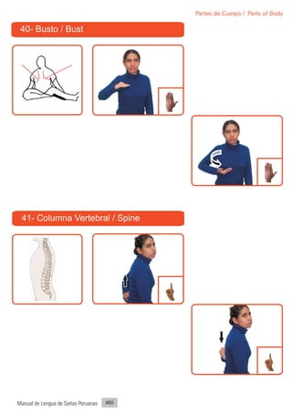 Partes de Cuerpo / Parts of Body

 40- Busto / Bust




 41- Columna Vertebral / Spine




Manual de Lengua de Señas Peruanas   460
 
