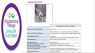 Scapular Retraction
 