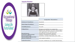 Scapular Elevation
 