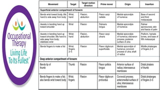 Occupational Therapy Manual Muscle Testing and Grading 