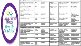 Occupational Therapy Manual Muscle Testing and Grading 