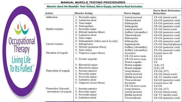 Occupational Therapy Manual Muscle Testing and Grading | PPT