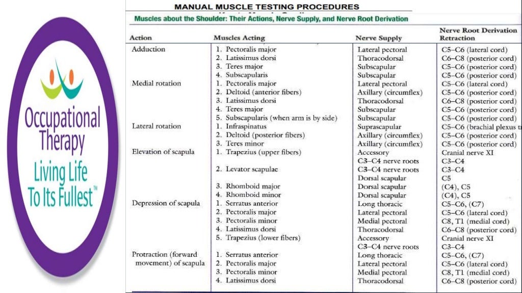 Occupational Therapy Manual Muscle Testing and Grading