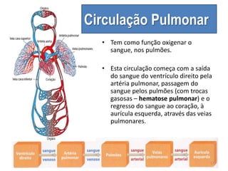 Circulação Pulmonar
• Tem como função oxigenar o
sangue, nos pulmões.
• Esta circulação começa com a saída
do sangue do ventrículo direito pela
artéria pulmonar, passagem do
sangue pelos pulmões (com trocas
gasosas – hematose pulmonar) e o
regresso do sangue ao coração, à
aurícula esquerda, através das veias
pulmonares.
17
 
