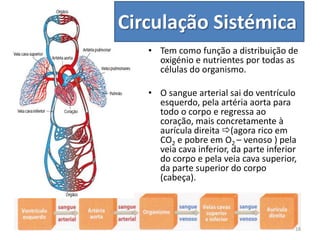 • Tem como função a distribuição de
oxigénio e nutrientes por todas as
células do organismo.
• O sangue arterial sai do ventrículo
esquerdo, pela artéria aorta para
todo o corpo e regressa ao
coração, mais concretamente à
aurícula direita (agora rico em
CO2 e pobre em O2 – venoso ) pela
veia cava inferior, da parte inferior
do corpo e pela veia cava superior,
da parte superior do corpo
(cabeça).
Circulação Sistémica
18
 