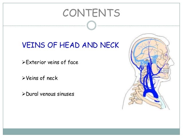Major Arteries In Neck : Major Arteries Of The Head And Neck Carotid Teachmeanatomy : Check spelling or type a new query.