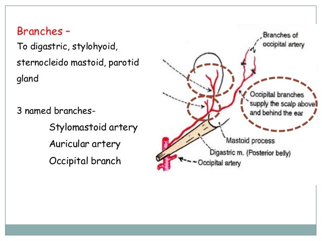Major Arteries of the Head and Neck